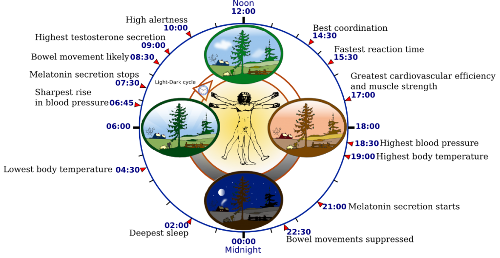 circadian-rhythm-24-hour-cycle-human-body-day-night