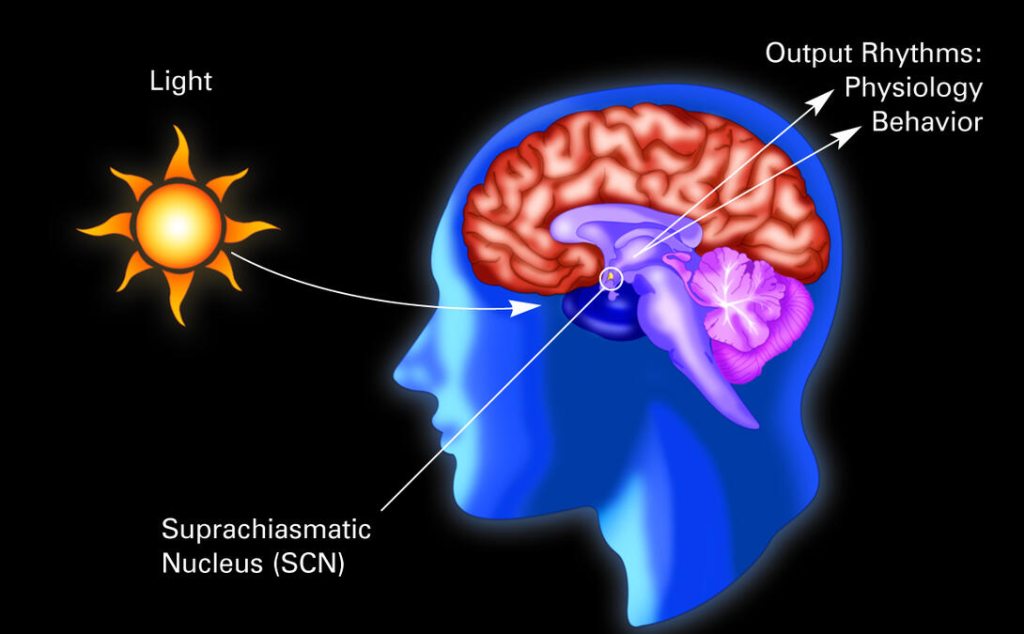 regulate circadian rhythms